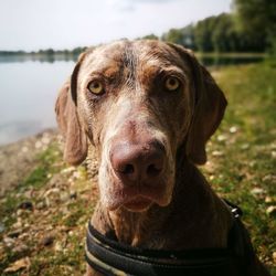 Close-up portrait of dog