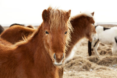 Portrait of an icelandic pony with a brown mane in a herd