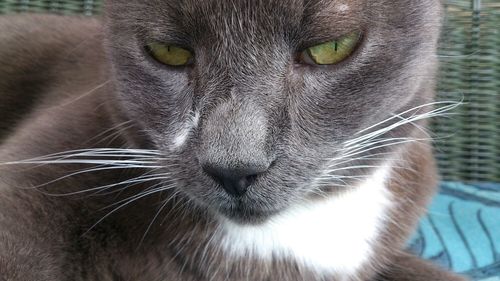 Close-up portrait of cat