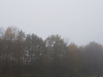 Trees in forest against clear sky