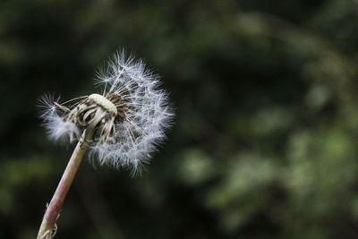 Close-up of dandelion flower