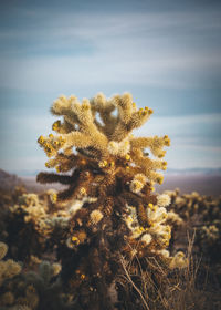 A cactus in the desert of california, joshua tree national park