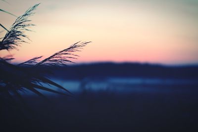 Close-up of silhouette plant on field against sky during sunset