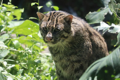 Portrait of a cat on ground