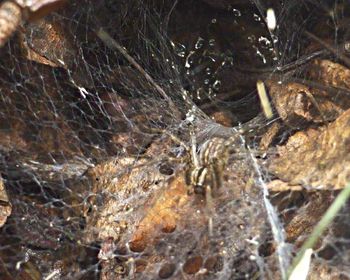 Close-up of rocks in water