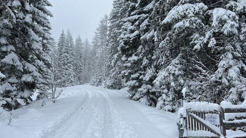 Snow covered trees in forest during winter