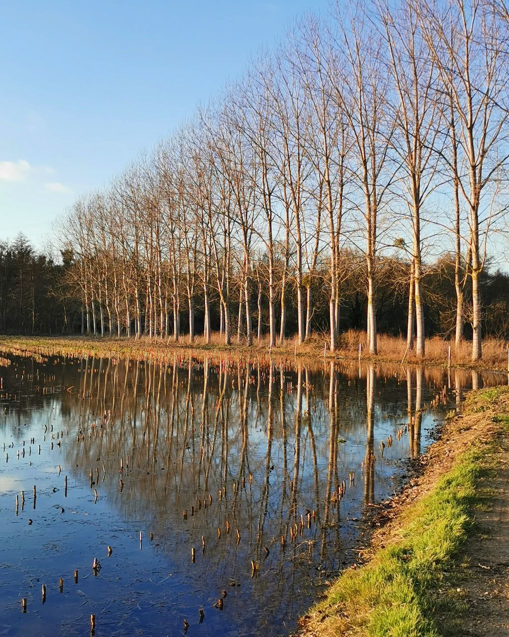 REFLECTION OF BARE TREES IN LAKE