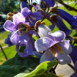 Close-up of purple flowers