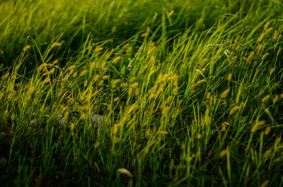 Close-up of wheat field