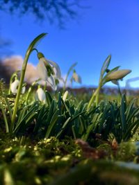 Close-up of flowering plants on field
