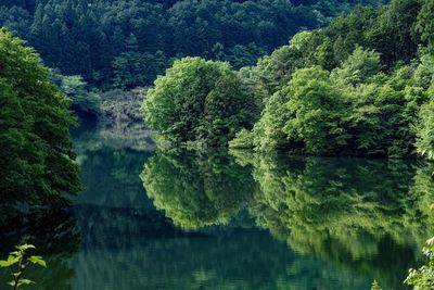 Scenic view of lake in forest