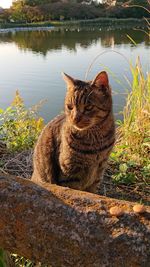 Cat sitting in a lake