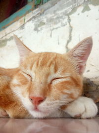 Close-up of cat sleeping