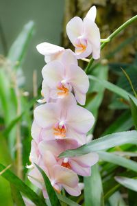 Close-up of fresh pink flowers blooming outdoors