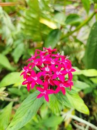 Close-up of pink flower blooming outdoors