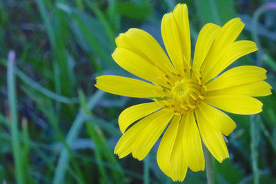 Close-up of yellow flowering plant