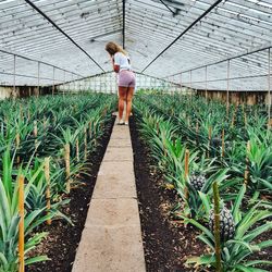 Rear view of woman standing in greenhouse