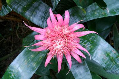 Close-up of pink flower