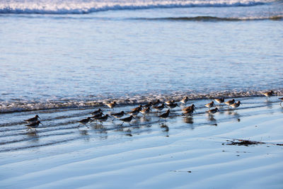 Birds swimming in lake