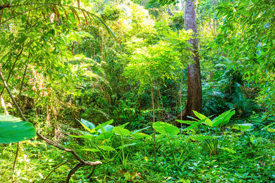 Scenic view of forest
