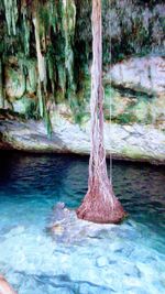 Tree trunk in forest