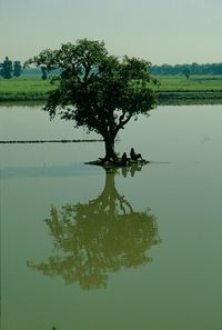 Tree by lake against sky