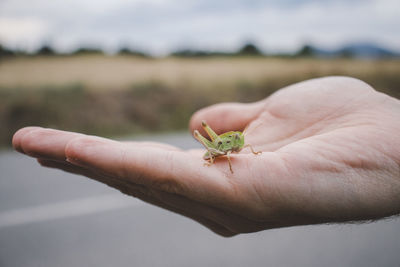 Close-up of hand holding small leaf