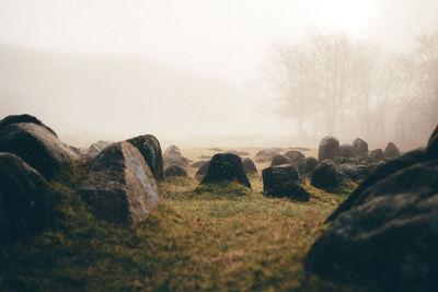 Surface level shot of rock formations on field