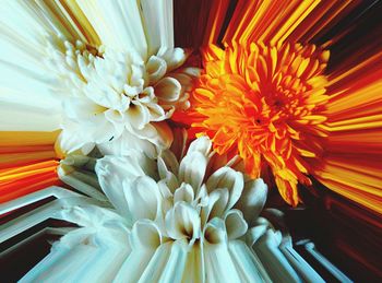 Close-up of white flower
