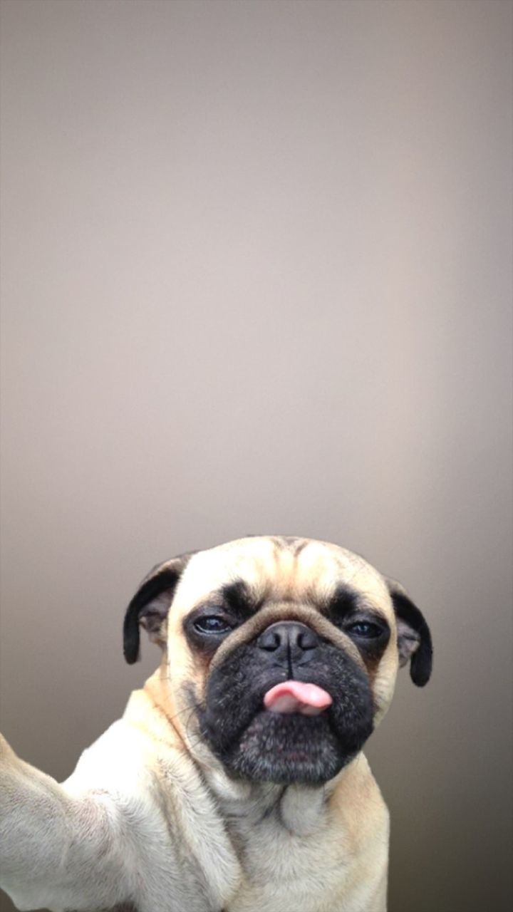 animal themes, one animal, pug, animal, domestic, mammal, pets, lap dog, domestic animals, dog, canine, vertebrate, indoors, small, no people, animal body part, young animal, studio shot, copy space, animal head, animal eye