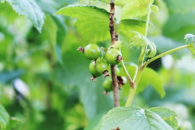 Close-up of fruit growing on tree