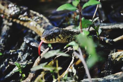 Close-up of snakeon a land