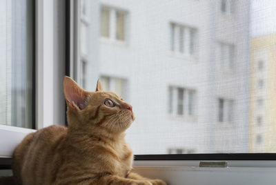 Ginger tabby kitten sits on the window sill with a protective mosquito and anti-vandal anti-cat net 