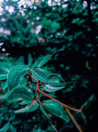 Close-up of plant