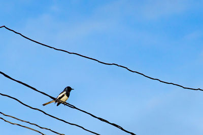 Low angle view of bird perching against clear blue sky