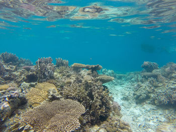 View of fish underwater