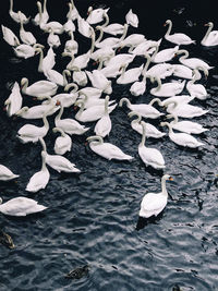 High angle view of swans swimming in lake