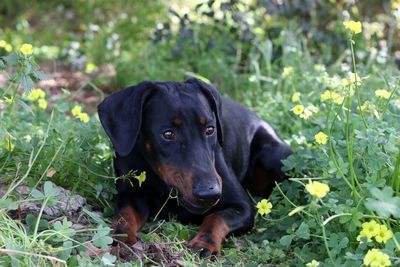 Portrait of black dog on field