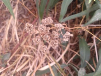 Close-up of flowers