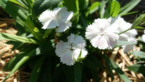 Close-up of white flowers blooming outdoors