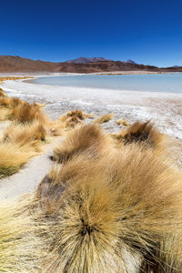 Scenic view of beach against clear sky