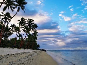 Palm trees on beach against sky