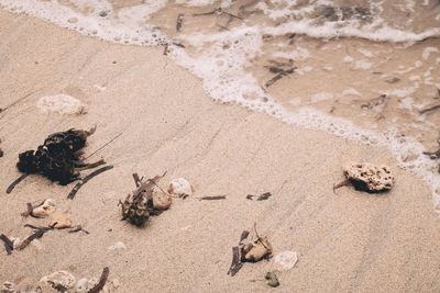 High angle view of crab on sand at beach