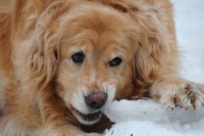 Close-up portrait of a dog