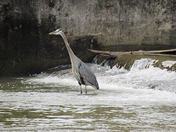 High angle view of gray heron on sea