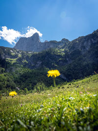 Yellow flowering plants on land against mountains