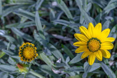 Close-up of sunflower