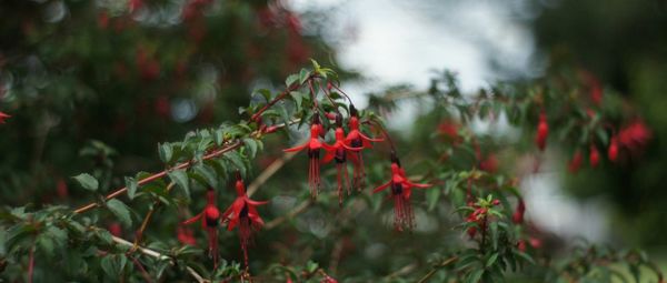 Close-up of red flowers growing on tree