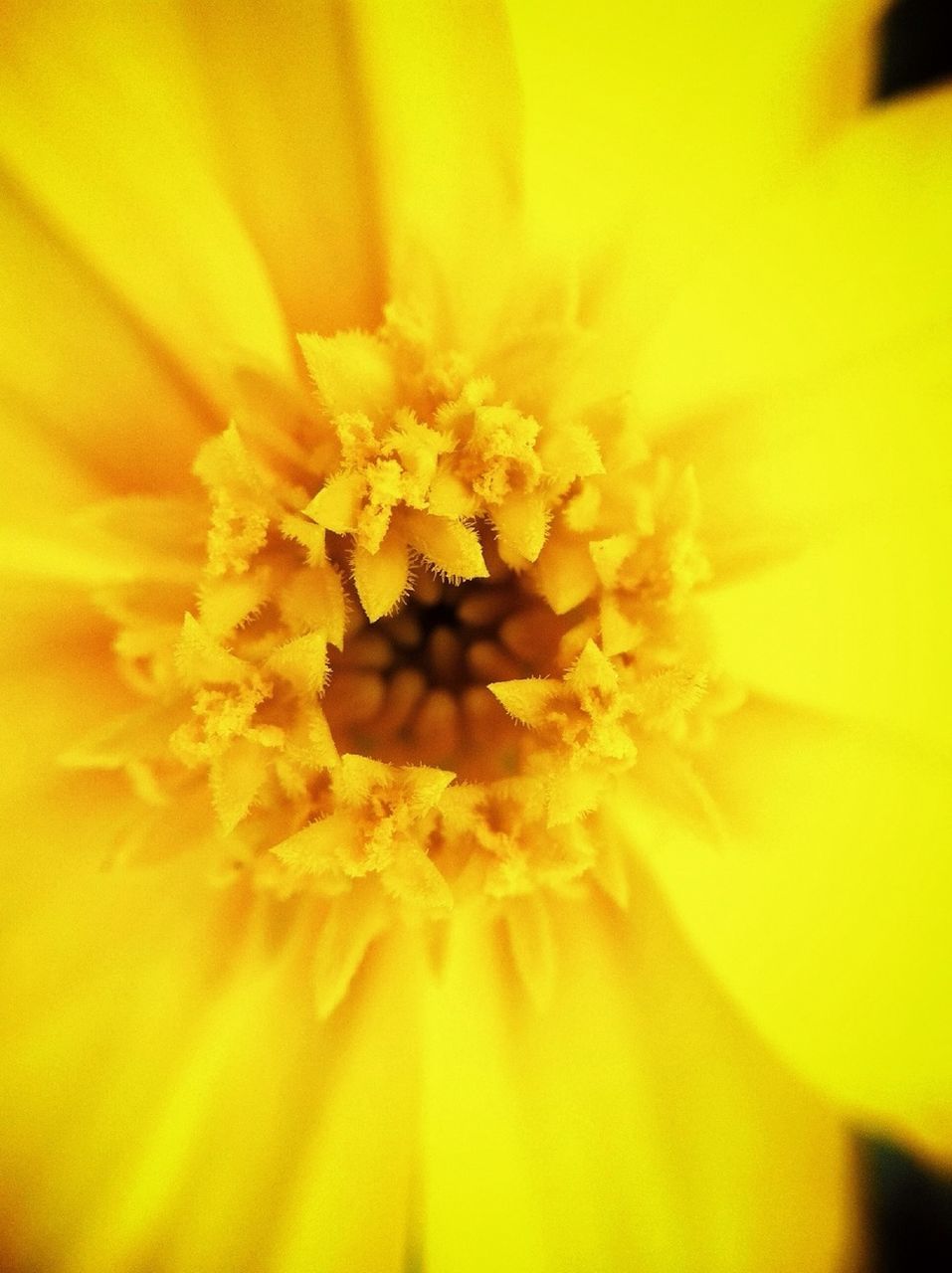 flower, petal, flower head, yellow, freshness, fragility, single flower, extreme close-up, close-up, beauty in nature, pollen, macro, full frame, backgrounds, selective focus, nature, growth, stamen, in bloom, detail