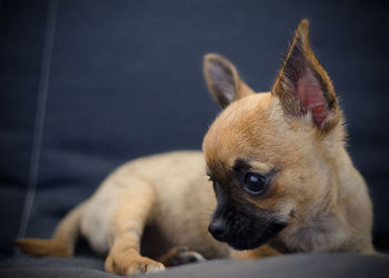 Brown chihuahua lying on a black sofa